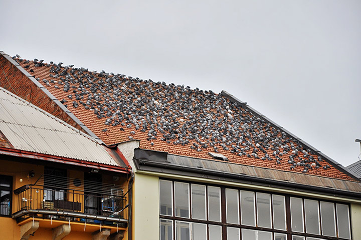 A2B Pest Control are able to install spikes to deter birds from roofs in Carlisle. 