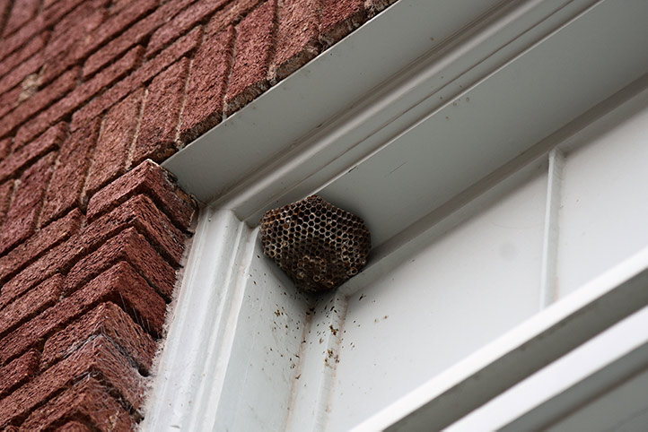 We provide a wasp nest removal service for domestic and commercial properties in Carlisle.